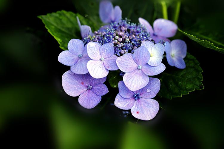 花朵锦簇绣球花