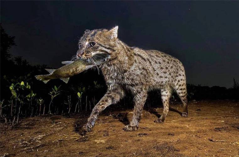 濒危的猫科"平头哥",经常深夜去鱼塘偷鱼,被村民当豹子抓起来_湿地