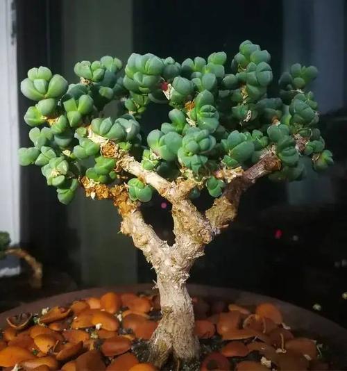 养多肉鹿角海棠做好这4点长得快还能修成造型桩