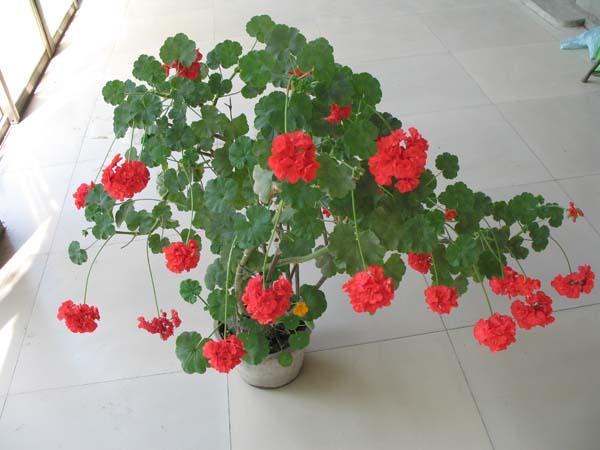 2,盾叶天竺葵:又叫藤本天竺葵,常春藤叶天竺葵.