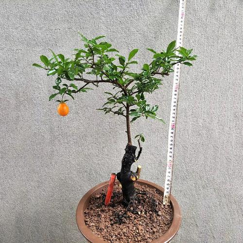 带果弹子金弹子四川盆栽老桩怪根原生疙瘩桩母绿植