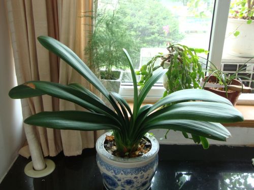 我办公室的花草