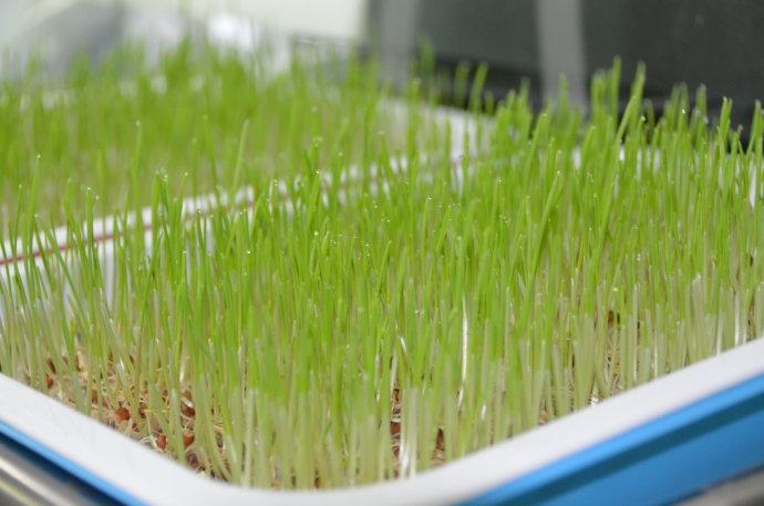 [转载]水培小麦草(零失败)
