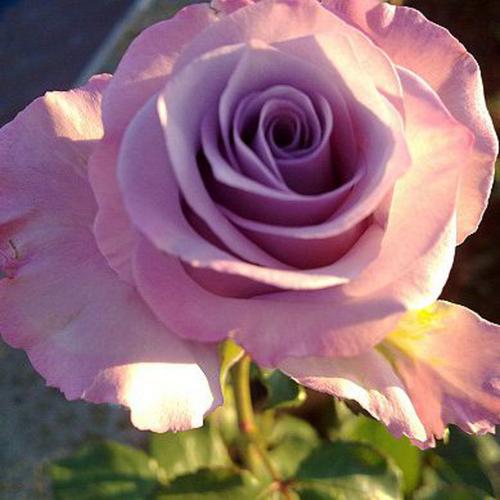 欧月 紫色迷雾月季花苗 味道特别好闻 培育基地 量大从优 .