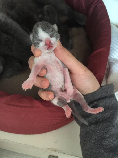 分享下刚出生的小猫崽,哈哈哈
