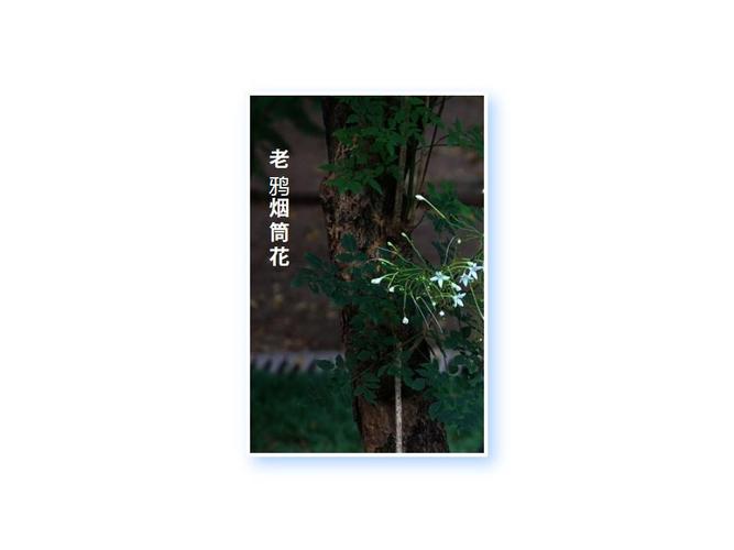 老鸦烟筒花