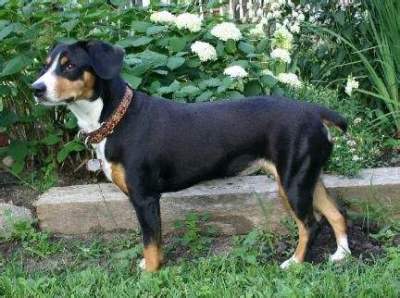 巴伐利亚山地犬的外貌特征性格