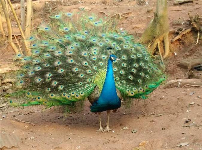 重庆珍珠鸡苗/重庆贵妃鸡苗/重庆山鸡苗/重庆鸡苗/重庆孔雀苗/重庆