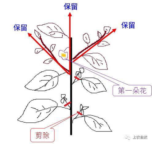 上农技术课——有机栽培中茄子的修剪整枝