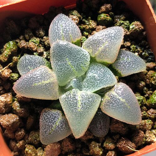 富强花卉冰钻磨面寿十二卷多肉植物室内植物盆栽精品多肉一物一拍