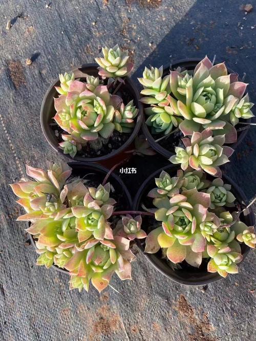 翡翠塔群_多肉控_家居家装_家居装饰