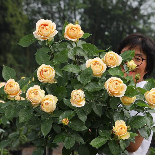耐热抗病淡香庭院阳台花卉盆栽苗海蒂花园焦糖古董直立切花月季