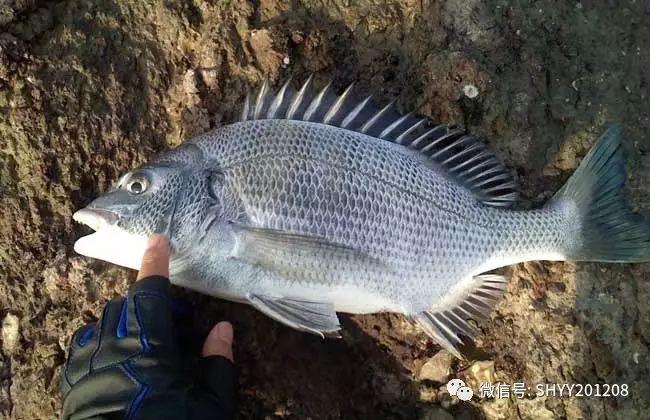 黄姑鱼