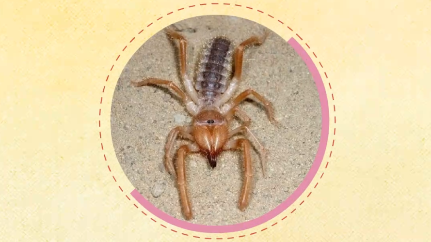 避日蛛的躯体类似蜘蛛,分为头胸部和腹部,没有类似蝎子的鞭状第三体节