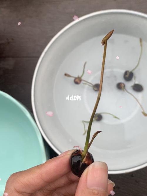 碗莲发芽97_莲子_睡莲_新手_家居家装_家居装饰_花艺