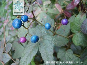 三裂蛇葡萄|5|15