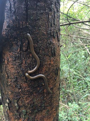 树上也有很多虫子,很多次拽着树枝前行,抓得一手虫子