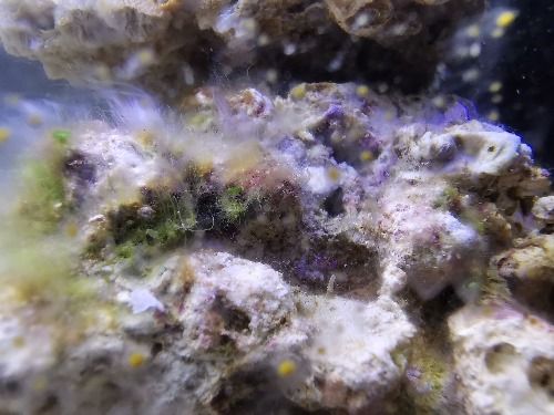 求助各位大神,爆藻的鱼缸壁上长白毛了