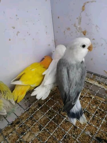 眼镜类头类牡丹鹦鹉图鉴