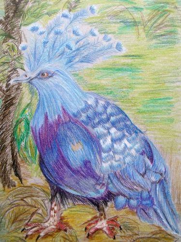 蓝凤冠鸠/少儿绘画作品/儿童画/网络美术馆_中国少儿美术教育网