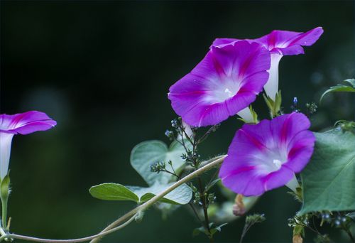 内心的牵绊——牵牛花