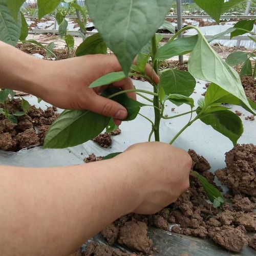 辣椒适时整枝打叉的意义