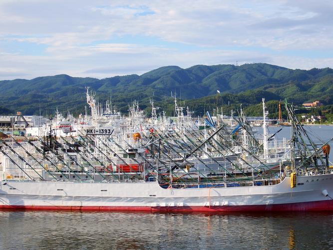 日本宫城气仙沼渔港新鲜鲣鱼捕捞量连续22年稳坐日本第一