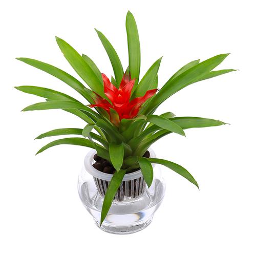 水培鸿运当头小红星凤梨花如意银皇后万年青铁兰桌面绿植盆栽植物