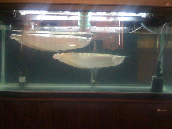 鱼缸如何养好水