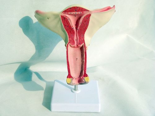 子宫模型 卵巢 阴道 女性内外生殖官模型 生殖科妇科用演示