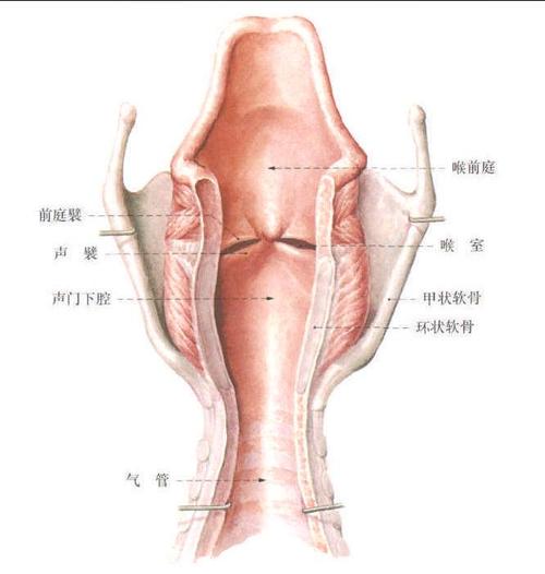 210.喉腔 (后面观)