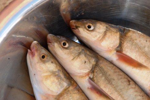 民间说"无鳞鱼勾旧病",有道理吗?告诉你高血脂病人,如何挑鱼