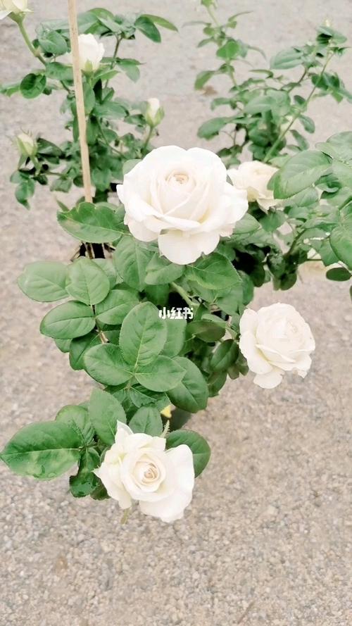 月季～银色衬裙_月季_家居家装_家居装饰_花艺