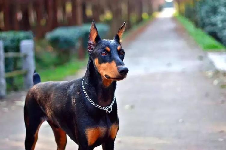 那些没有尾巴的狗狗,到底经历了什么?