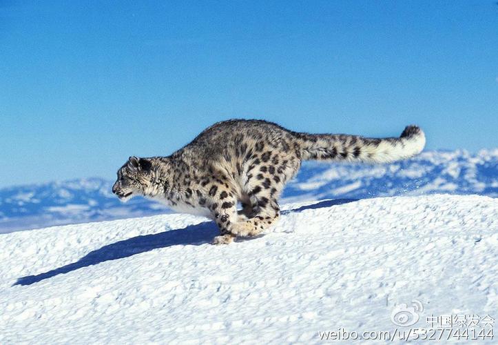中国绿发会拟拨付5万元资助并参与主办"天山雪豹论坛"