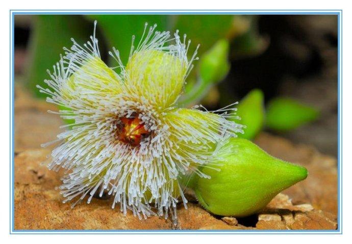 百花园(452)——萝藦科植物2