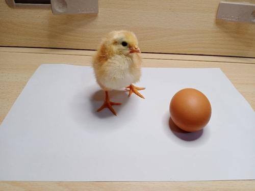 人工孵化小鸡