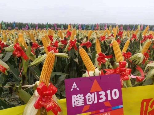 双国审红轴大品种 隆创310