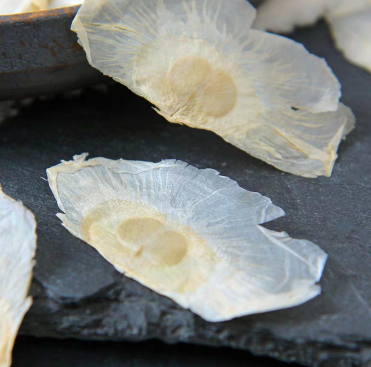 玉蝴蝶:振翅飞翔的美丽