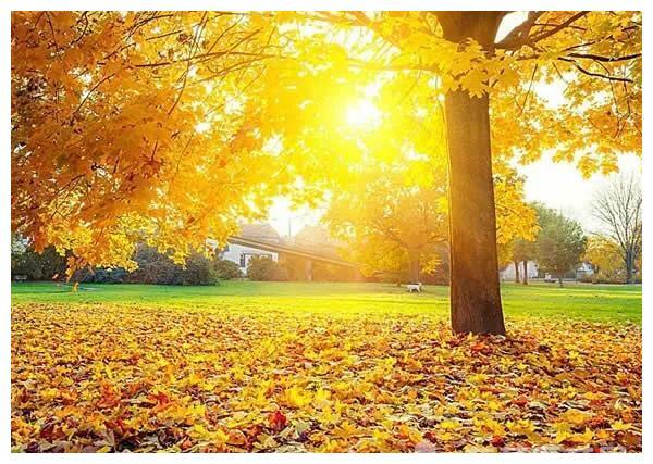 我眼中的秋天最美的样子