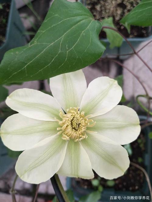 学会2招区分铁线莲转子莲,再