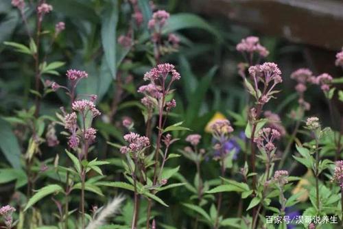 中药佩兰是植物佩兰的地以上部分