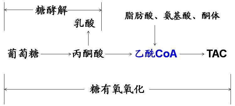 (5/6) 三羧酸循环补充