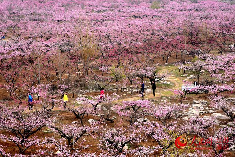 第十届徐州督公湖桃花节开幕 万亩桃花迎客来