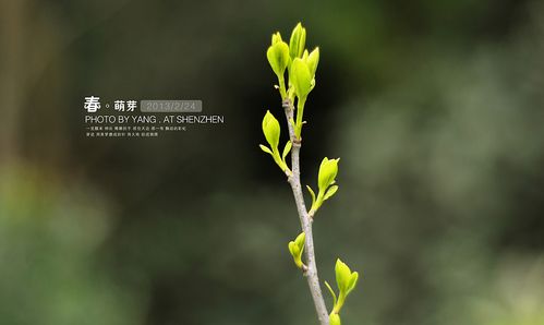 春·萌芽