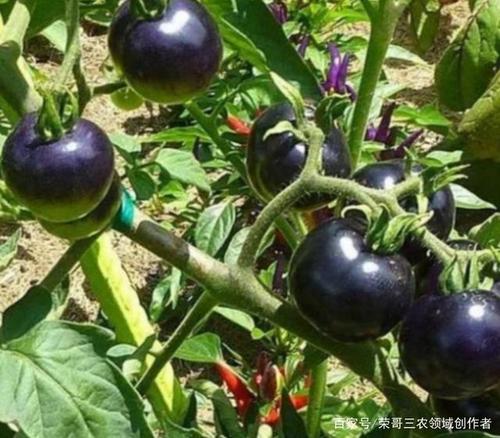 黑番茄亩产值高达三万多块,种植两亩好过打一年工