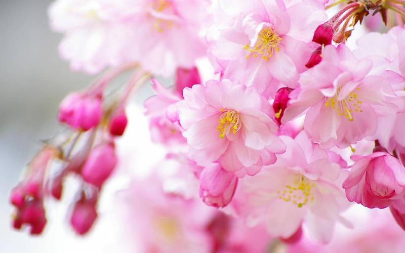 清新唯美娇艳欲滴花儿春天唯美温暖温馨一刻清新淡雅鸟语花香高清壁纸