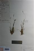 名称信息:eriachne pallescens,鹧鸪草 (详情) 采集人号:中越考察队