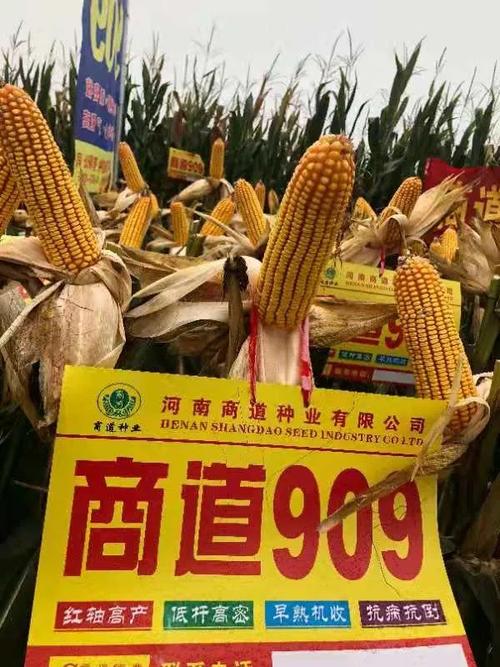销售及农作物新品种的试验,示范和推广工作,是一家育繁推一体化的种子