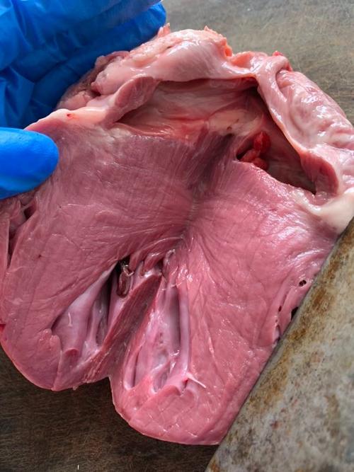 鸿鹄141班第八周徳育作业——-亲手解剖猪心脏,了解心脏结构